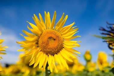 Ayçiçeği tarlası. Bir tarlada birçok sarı ayçiçeği