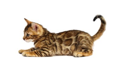 Beyaz zemin üzerinde kedi yavrusu