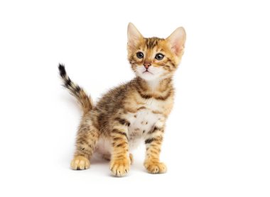 Beyaz zemin üzerinde kedi yavrusu