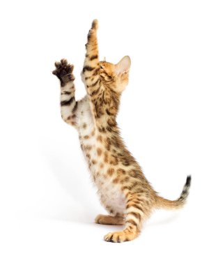 Beyaz zemin üzerinde kedi yavrusu