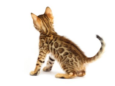 Beyaz zemin üzerinde kedi yavrusu