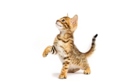 Beyaz zemin üzerinde kedi yavrusu