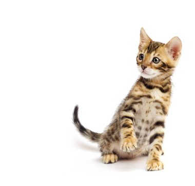 Bengal yavru kedi beyaz zemin üzerine