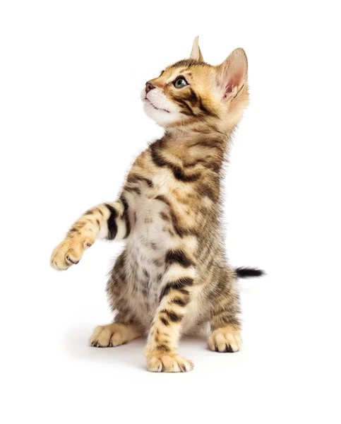 Bengal Cat Stående Bakbenen Vit Bakgrund — Stockfoto