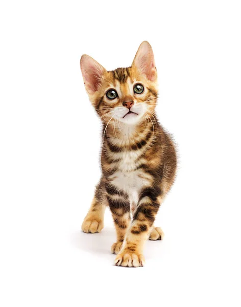 Mały Kot Bengalski Wygląda — Zdjęcie stockowe