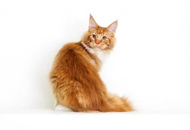 Beyaz arka plan üzerinde Maine coon kedi