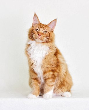 Beyaz arka plan üzerinde Maine coon kedi