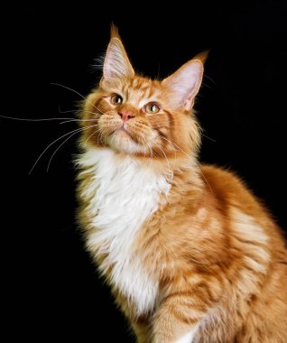siyah bir zemin üzerine Maine coon kedi