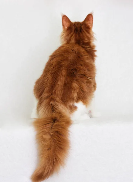 Cat Maine Coon White Background — Stock Photo, Image