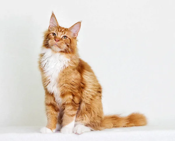 Maine Coon Kočka Bílém Pozadí — Stock fotografie