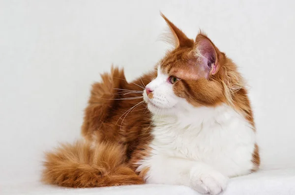 Gato Maine Coon Sobre Fondo Blanco — Foto de Stock