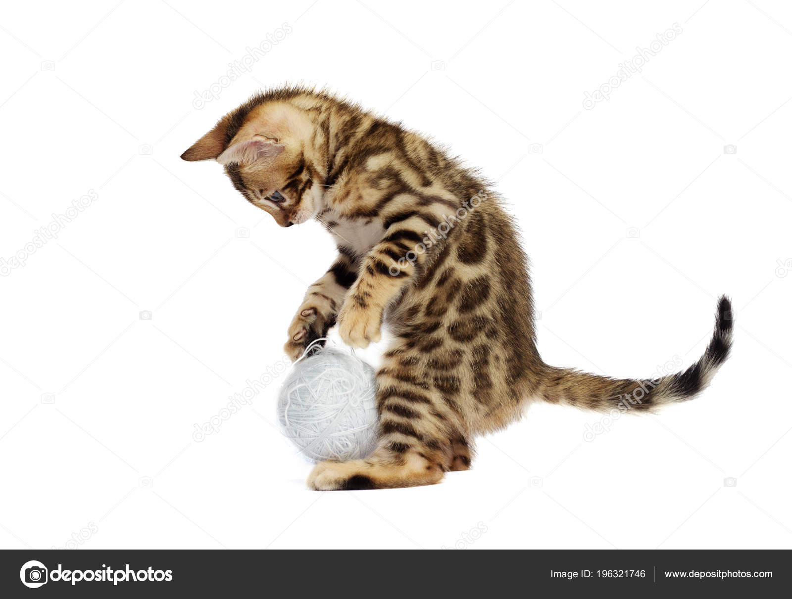 孟加拉小猫看白色背景 图库照片 C Gurinaleksandr