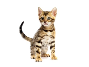 Bengal yavru kedi beyaz arka planı arıyorum