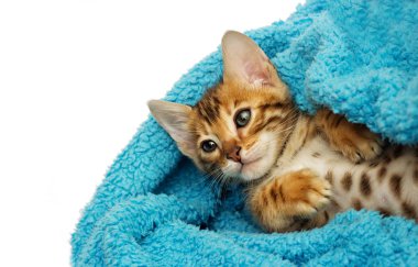 şirin Bengalli yavru kedi yalanlar üzerine battaniye