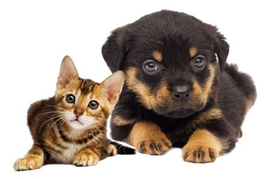 yavru kedi ve köpek yavrusu beyaz zemin üzerine