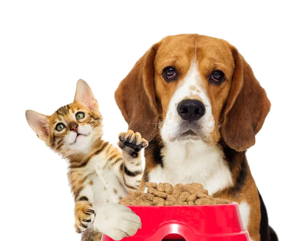 고양이 강아지와 — 스톡 사진