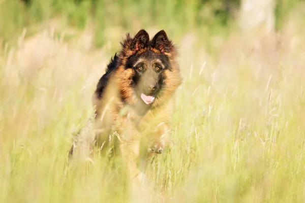 Cão Pastor Bonito Livre — Fotografia de Stock