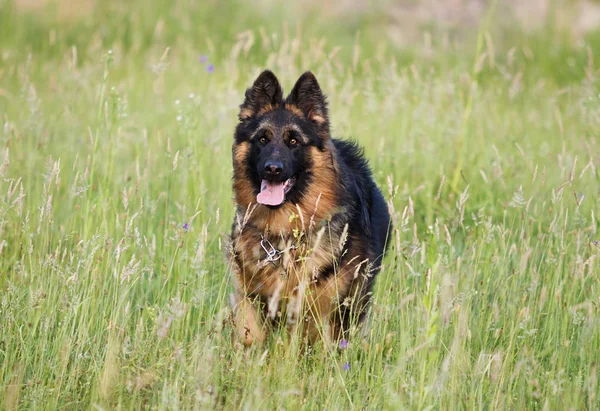 Lindo Perro Pastor Aire Libre — Foto de Stock