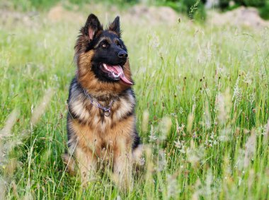 şirin çoban köpeği açık havada