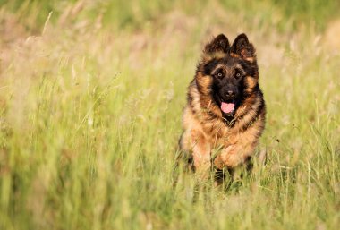 şirin çoban köpeği açık havada