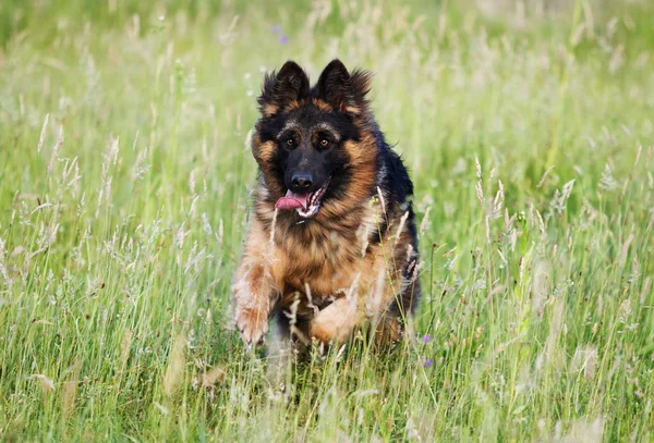 Lindo Perro Pastor Aire Libre — Foto de Stock