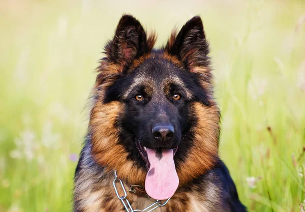 Şirin Çoban Köpeği Açık Havada — Stok fotoğraf