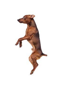 Minyatür Pinscher köpek beyaz arka plan üzerinde