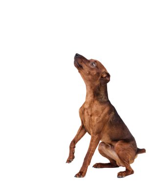 Minyatür Pinscher köpek beyaz arka plan üzerinde