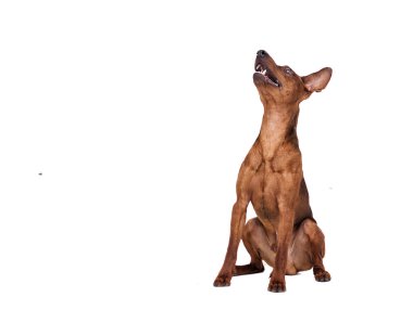 Minyatür Pinscher köpek beyaz bir arka plan üzerinde oturur