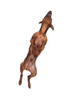 Beyaz bir arka plan üzerinde atlama minyatür Pinscher köpek