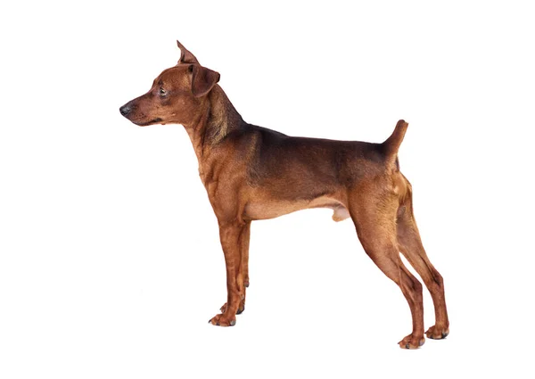 Dwergpinscher Hond Witte Achtergrond — Stockfoto