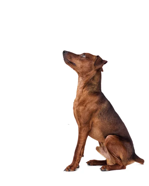 Chien Miniature Pinscher Sur Fond Blanc — Photo