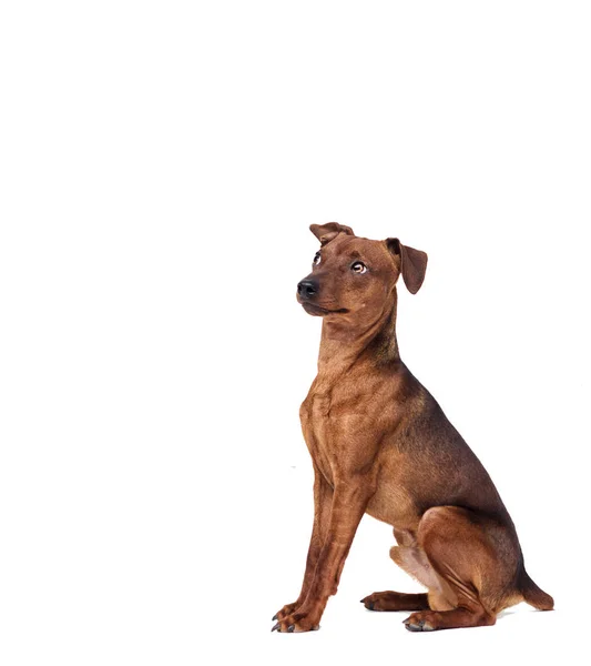 Miniatyr Pinscher Hund Vit Bakgrund — Stockfoto