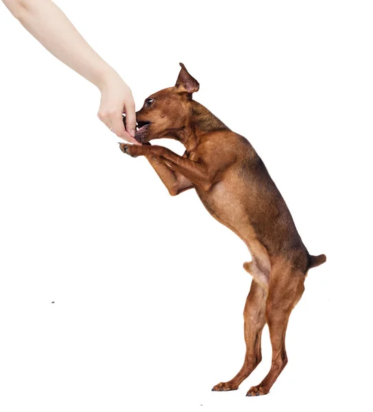 Miniatura Pinscher Cão Come Com Uma Mão Humana Fundo Branco — Fotografia de Stock