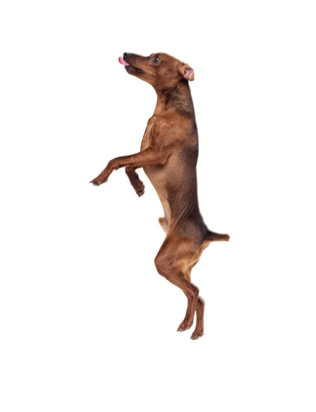 Miniature Pinscher Dog Jumping White Background — Stock Photo, Image