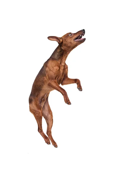 Dwergpinscher Hond Springen Een Witte Achtergrond — Stockfoto