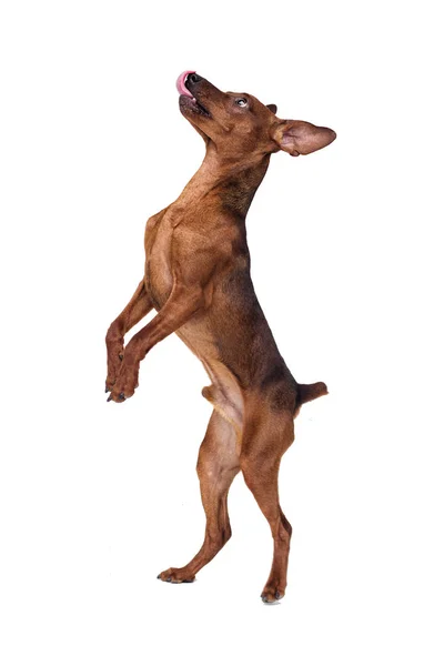 Mini Pinscher Hund Springt Auf Weißem Hintergrund — Stockfoto