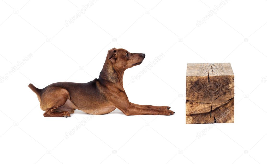 Miniature Pinscher dog lies sideways on a white background