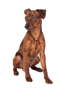 Minyatür Pinscher köpek beyaz bir arka plan üzerinde oturur