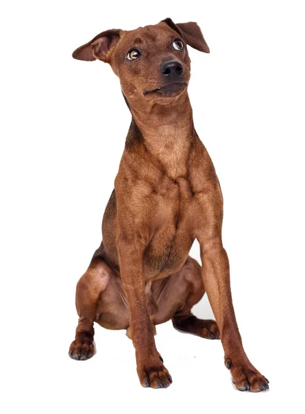 Miniatura Pinscher Cane Siede Uno Sfondo Bianco — Foto Stock