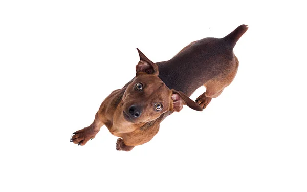 Σκύλος Κάτοψη Pincher — Φωτογραφία Αρχείου