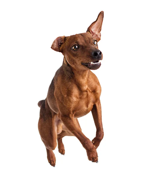 Pincher Dog Draufsicht — Stockfoto