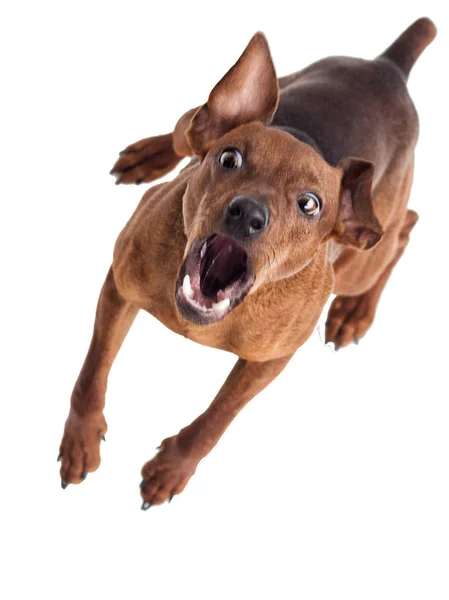 Pincher Köpek Kabuk Üstten Görünüm — Stok fotoğraf