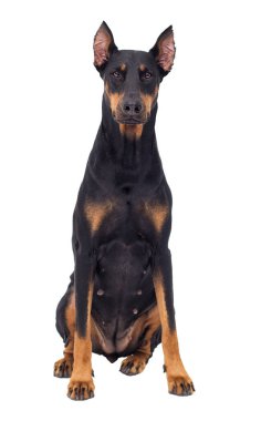 Doberman köpek beyaz arka planı arıyorum