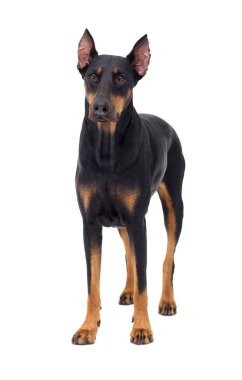 Doberman köpek beyaz arka planı arıyorum