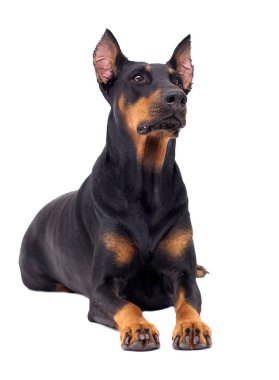 Doberman köpek beyaz arka planı arıyorum