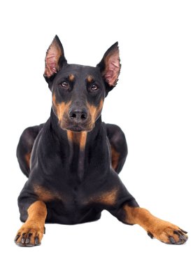 Doberman köpek beyaz arka planı arıyorum
