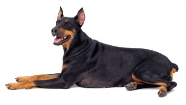 Doberman köpek beyaz arka planı arıyorum