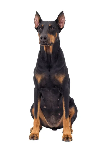 Собака Добермана Белом Фоне — стоковое фото