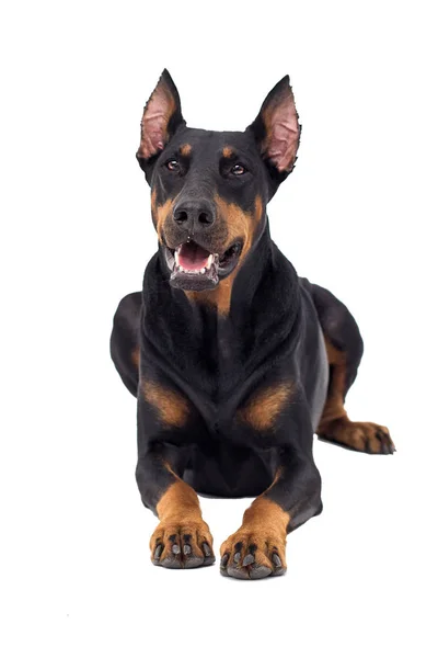 Doberman Cão Olhando Para Fundo Branco — Fotografia de Stock